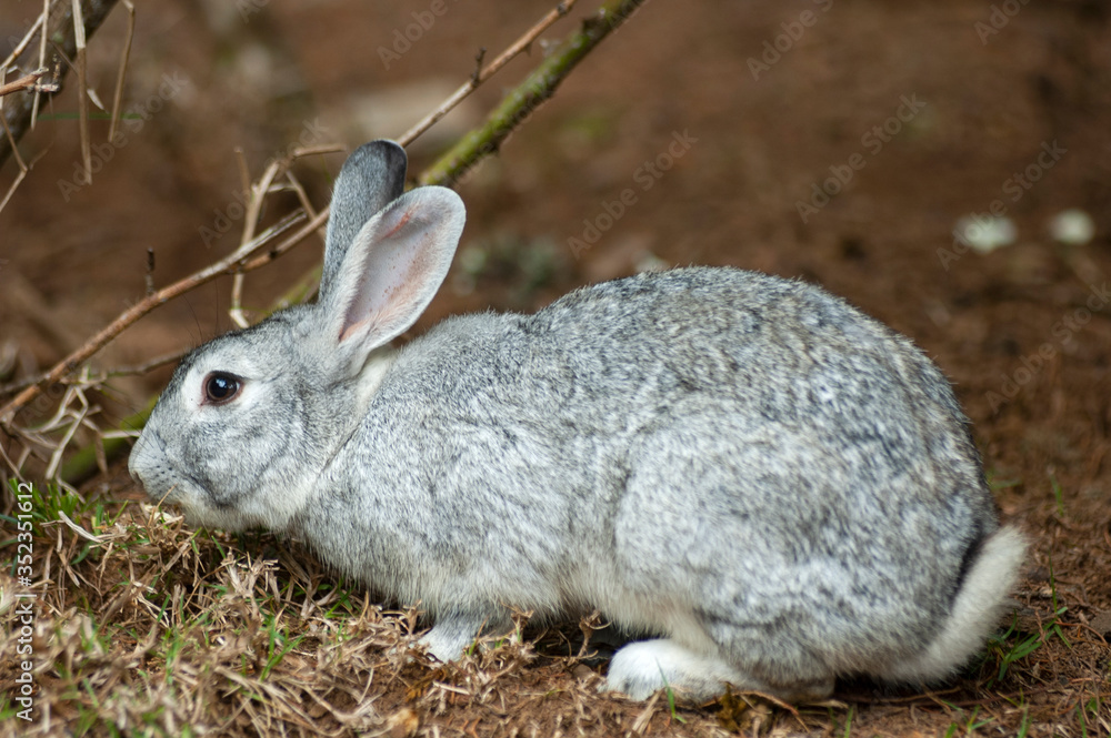 Fototapeta premium Outdoor rabbit, domestic animal for food, protein and a furry pet.