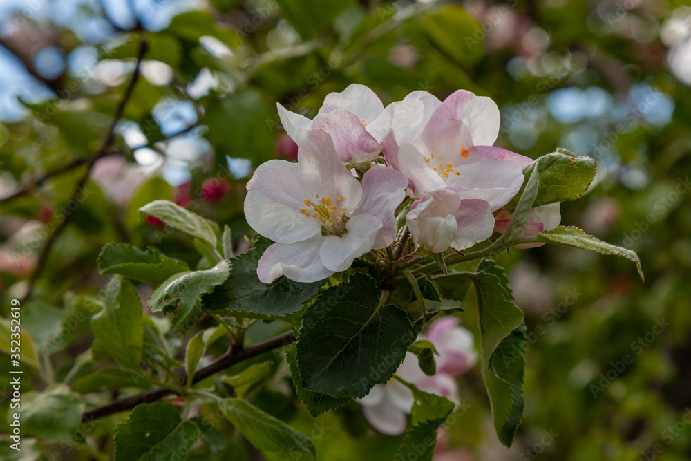 Apple tree branch in large pink and white flowers Apple tree branch in large pink and white flowers