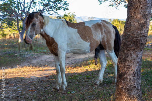 Cavalo com o pênis exposto.