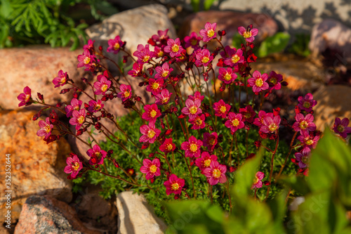A bush of bright pink spring flowers grows in the garden among the stones.