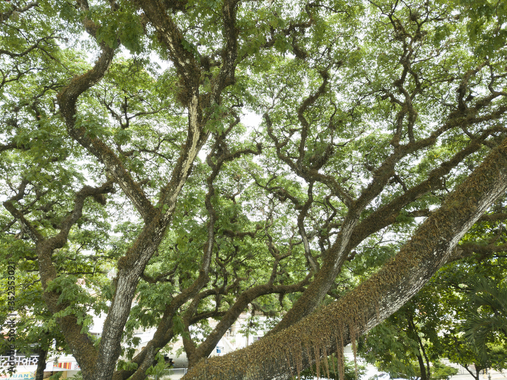 big old tree ( Samanea Saman ) low angle view with foliage covering all ...