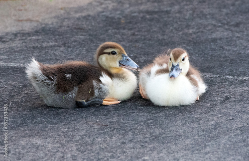 Two baby muscovy ducklings with brown, white, and gray feathers are sitting together on a gray concrete sidewalk. photo