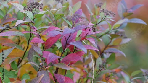 Wallpaper Mural Colorful leaves of decorative bush sway in wind in autumn. Shades of red, green and purple with yellow colors. Three-bladed almonds, or three-lobed louiseania, or viscous aflatunia Prunus tr?loba Torontodigital.ca