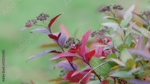 Colorful leaves of decorative bush sway in wind in autumn. Shades of red, green and purple with yellow colors. Three-bladed almonds, or three-lobed louiseania, or viscous aflatunia Prunus tr?loba photo
