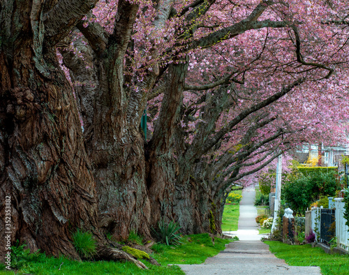 Fototapeta Naklejka Na Ścianę i Meble -  Very old cherry blossom tree blooming in spring