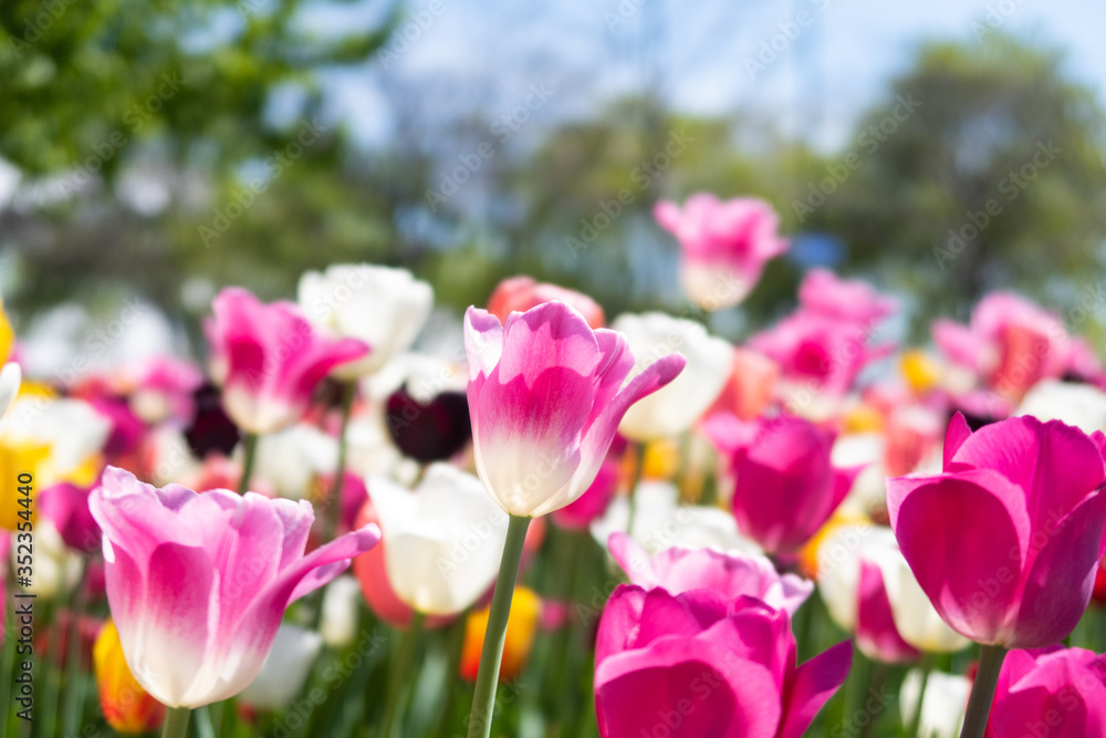 Beautiful and colorful triumph tulips in a garden Beautiful and colorful triumph tulips in a garden
