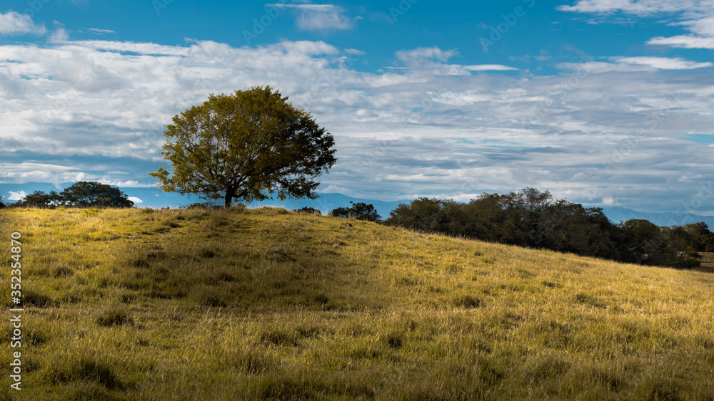 tree in the field
