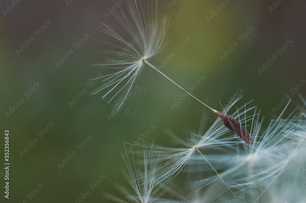 Fototapeta premium głowa mniszka lekarskiego