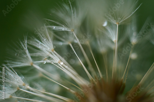 dandelion seeds with water drops / dew 