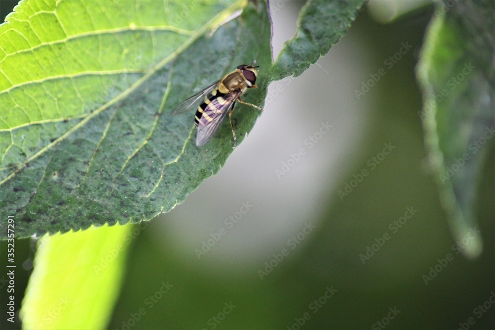 Fototapeta premium A big hoverfly on a green leaf