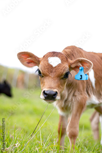 A young calf surrounded by lush green pastures. A scene from an organic beef and dairy farm in rural New Zealand. 