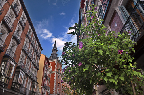 The streets of Madrid with a flowering Bush
