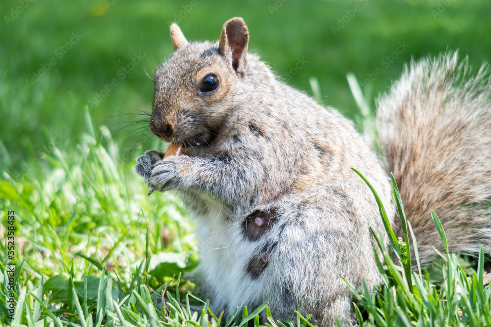 A wild eastern gray squirrel eating an almond in Lafontaine park, Montreal, Canada A wild eastern gray squirrel eating an almond in Lafontaine park, Montreal, Canada