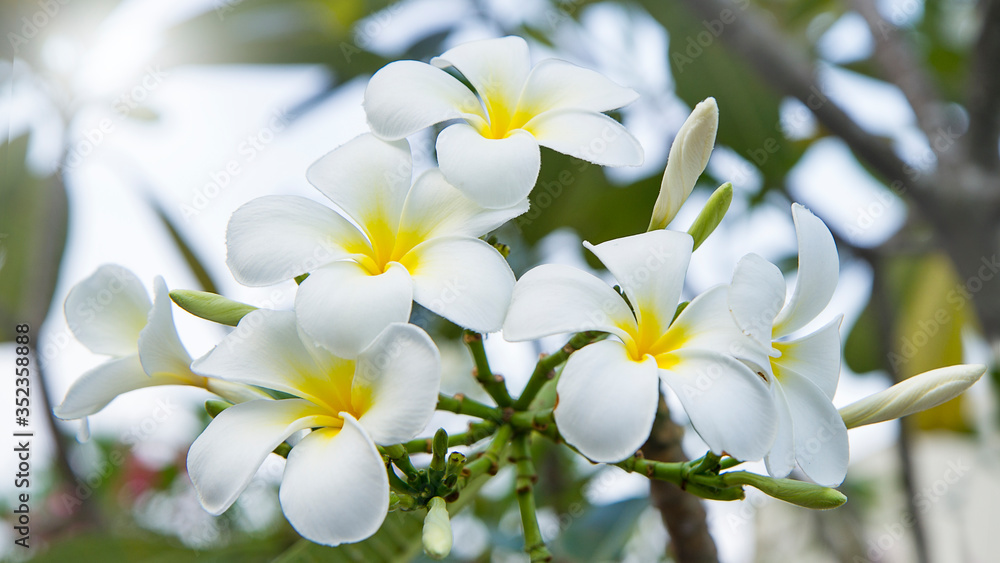Obraz premium white frangipani or plumeria flowers