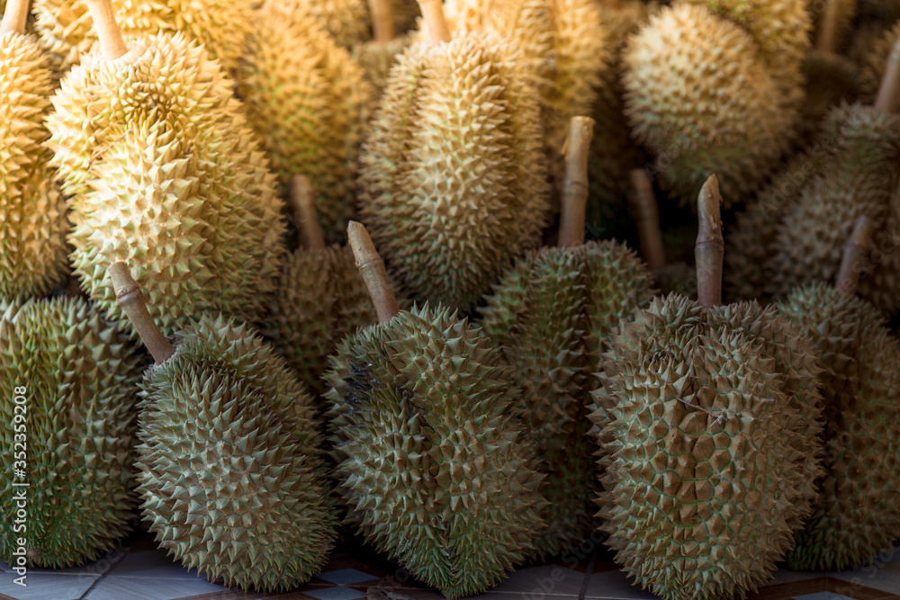 A close-up view of the seasonal fruit that one of the most popular (Durian) that is cut from the tree and placed for sale, has a sweet and delicious flavor. A close-up view of the seasonal fruit that one of the most popular (Durian) that is cut from the tree and placed for sale, has a sweet and delicious flavor.