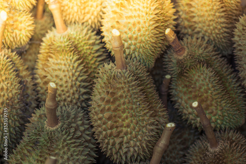 A close-up view of the seasonal fruit that one of the most popular  Durian  that is cut from the tree and placed for sale  has a sweet and delicious flavor.