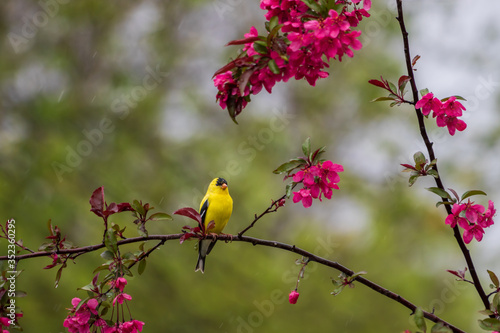 Goldfinch among crabapple flowers on a rainy day photo