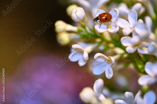 ladybug sitting on a beautiful lilac flower. low light background. lady-cow, ladybird, lady-beetle, lady-cow color