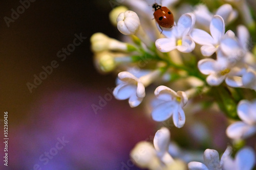 ladybug sitting on a beautiful lilac flower. low light background. lady-cow  ladybird  lady-beetle  lady-cow color