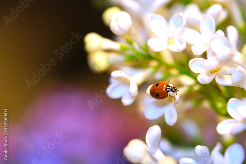 ladybug sitting on a beautiful lilac flower. low light background. lady-cow, ladybird, lady-beetle, lady-cow color