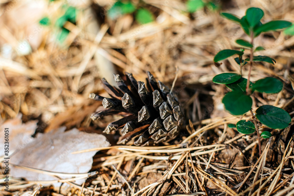 Fallen pine cone in the summer forest closeup Fallen pine cone in the summer forest closeup