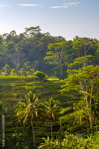 Morning view of the beautiful Tegallalang rice terraces in Bali
