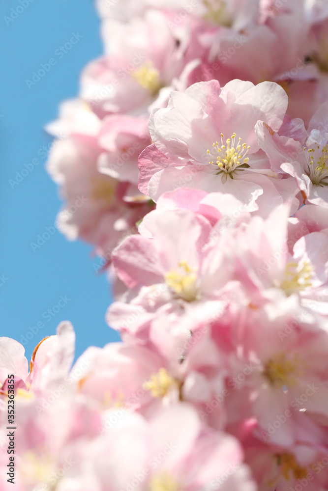 pink crabapple blossoms on blue sky background pink crabapple blossoms on blue sky background