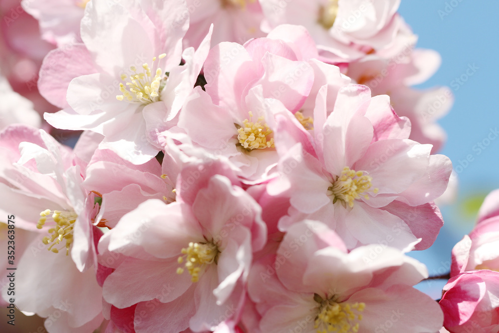 pink crabapple blossoms on blue sky background pink crabapple blossoms on blue sky background