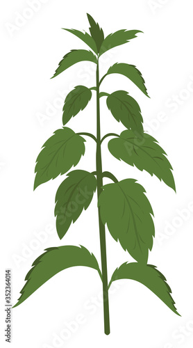 Nettle plant , illustration, vector on white background