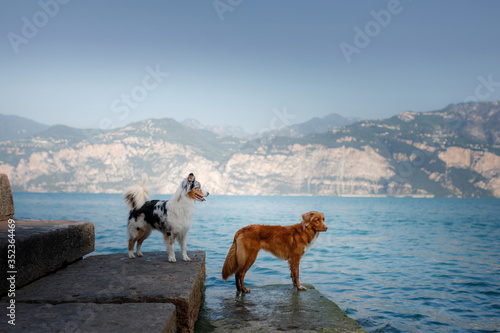 Photography two dogs stand near water. Mountain lake. landscape with a pet