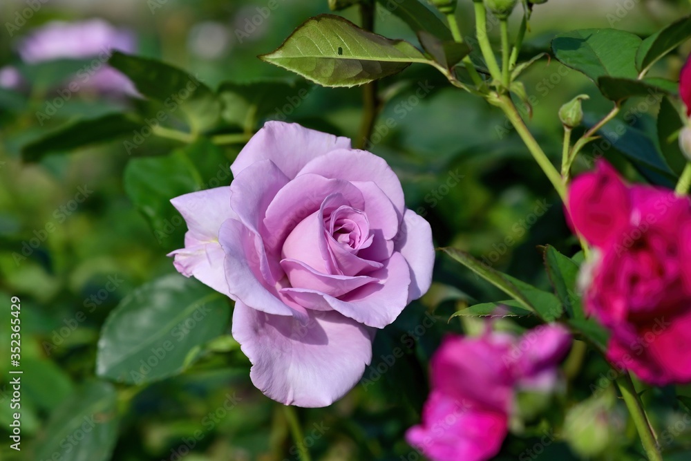 ひっそりと咲く薄紫のバラ