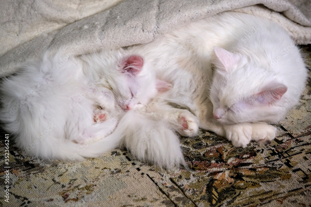 Fototapeta premium White Kitten Sleeps Close-Up color low light