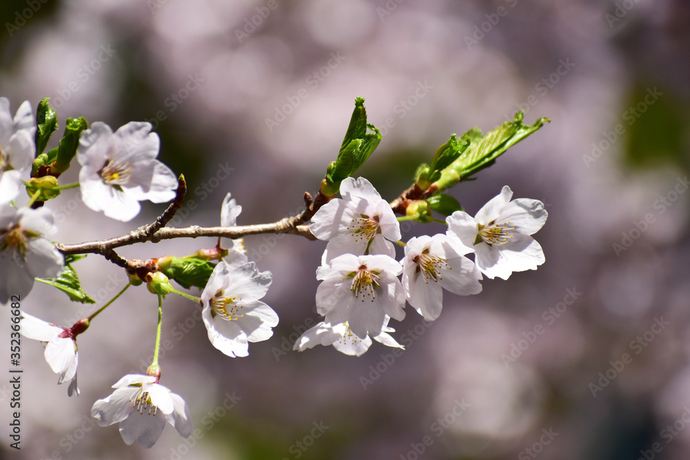 Obraz premium 葉っぱが出てきた桜