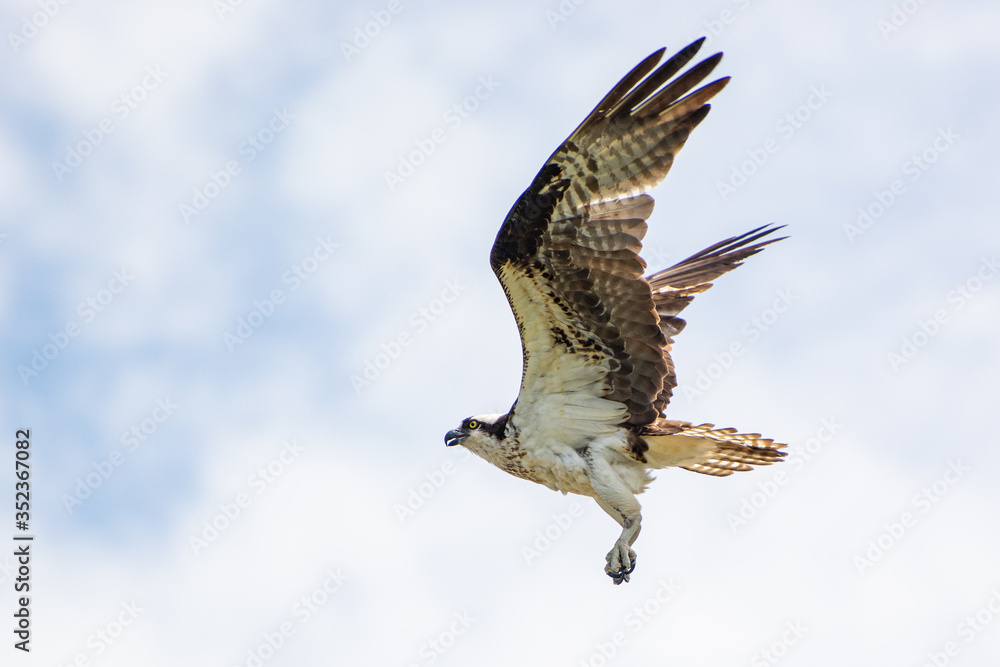 Fototapeta premium Majestic Osprey in action