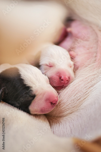 Fototapeta Naklejka Na Ścianę i Meble -  Newborn one-day old puppies sleeping with eyes closed next to each other, drinking mom's milk
