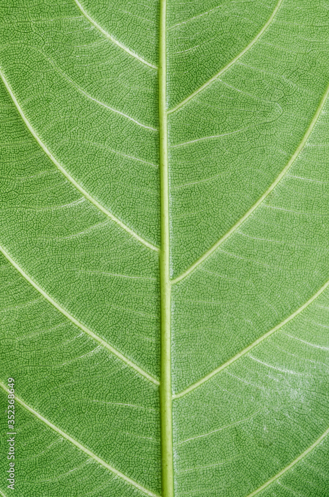 Macro Photo Of Natural Green Leaf Pattern. Macro Photo Of Natural Green Leaf Pattern.
