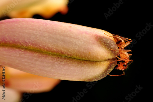 Hormiga roja de antenas largas colecta gotas de néctar sobre capullo de orquídea Myrmecophila christinae, planta endémica de la Península de Yucatán. photo