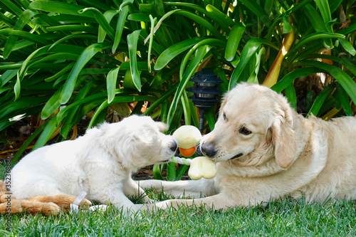 Canvas Print Best friendsEnglish cream and golden retriever puppies dogs playing with rope tu