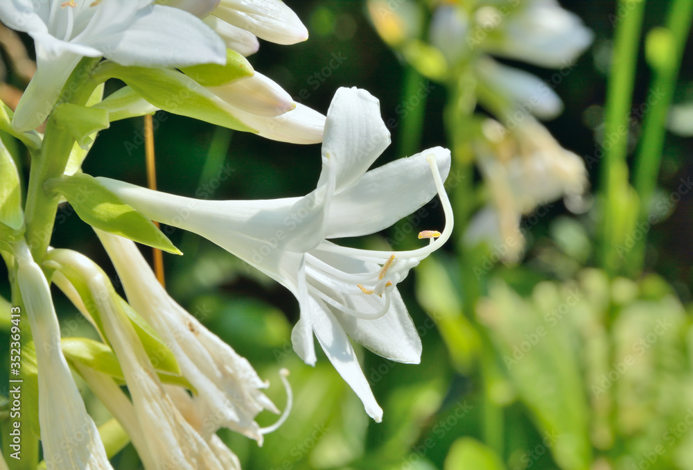 White lily White lily