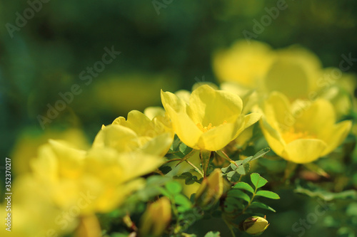 yellow wild rose flowers