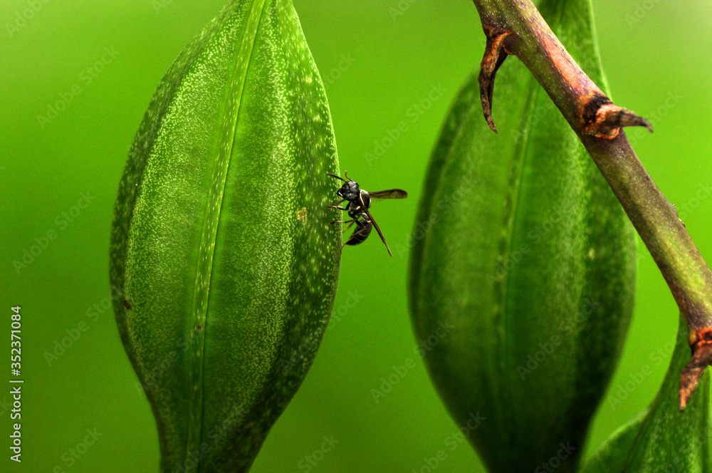 Avispa negra sobre bulbo de la orquídea Myrmecophila christinae, planta endémica de la Península de Yucatán, México. Avispa negra sobre bulbo de la orquídea Myrmecophila christinae, planta endémica de la Península de Yucatán, México.
