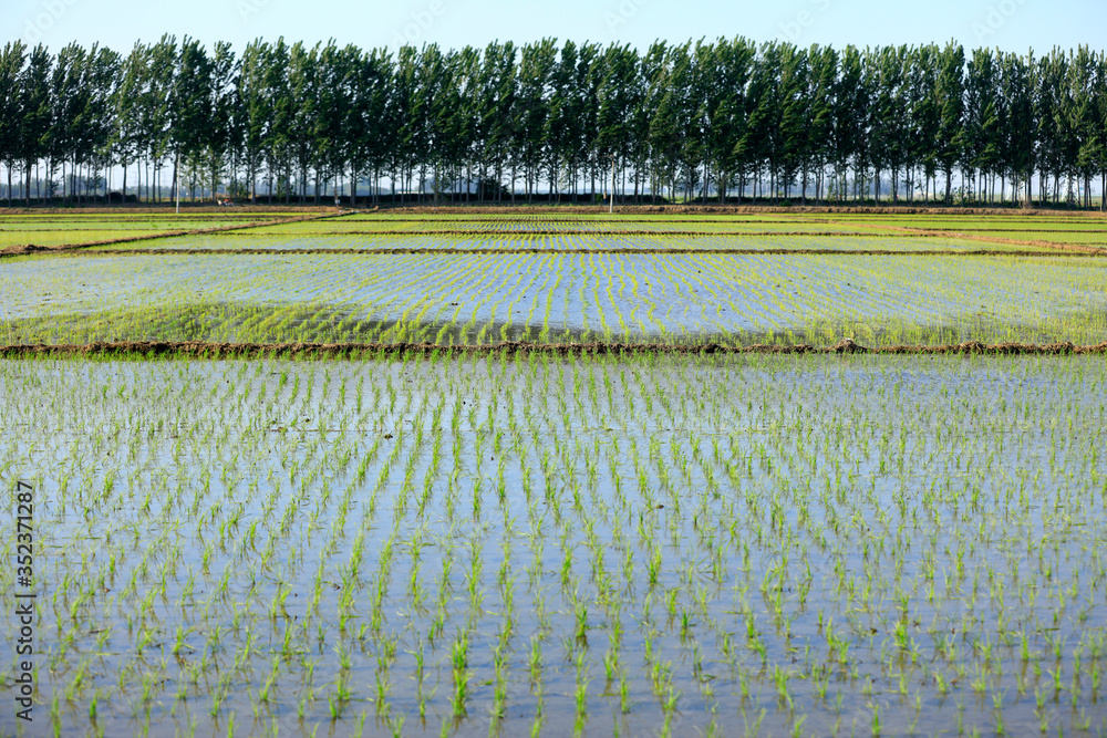 Seedlings of rice in rice fields