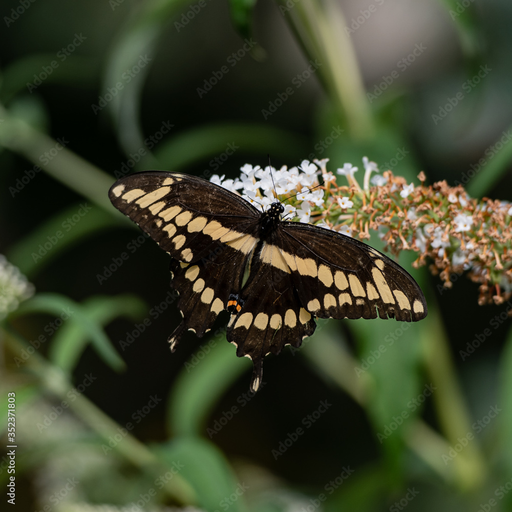 Fototapeta premium black swallowtail butterfly