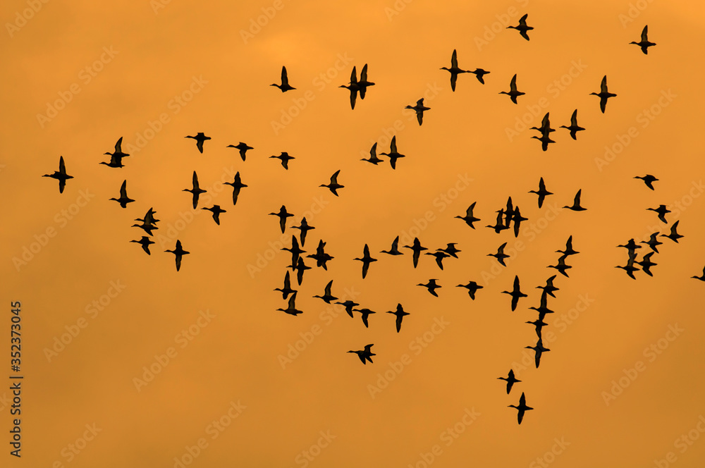 Parvada de patos en vuelo, siluetas sobre fondo de atardecer dorado naranja, en la Peninsula de Yucatan, Mexico. Parvada de patos en vuelo, siluetas sobre fondo de atardecer dorado naranja, en la Peninsula de Yucatan, Mexico.