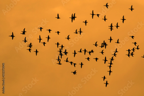 Parvada de patos en vuelo  siluetas sobre fondo de atardecer dorado naranja  en la Peninsula de Yucatan  Mexico.