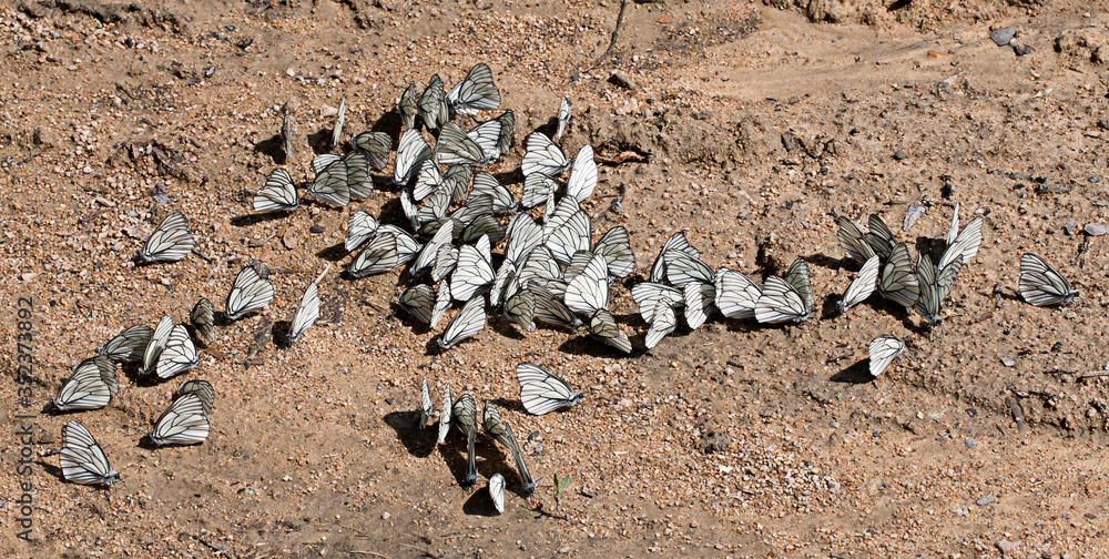 Obraz premium 상제나비