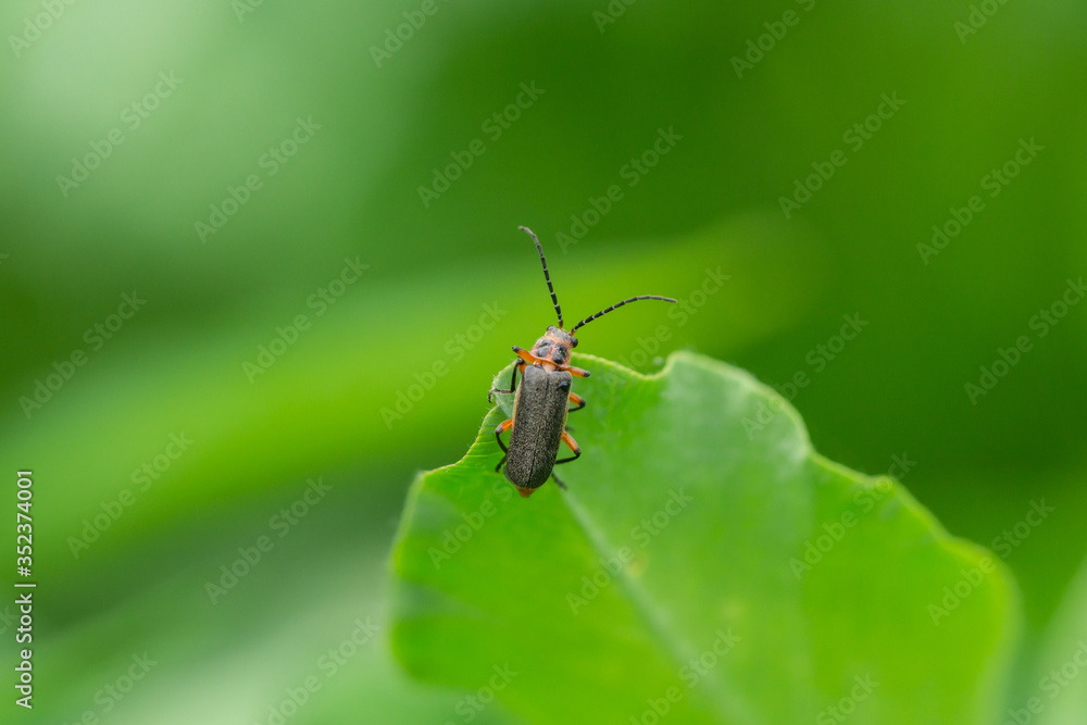 Two Lined Leatherwing Beetle in Springtime Two Lined Leatherwing Beetle in Springtime