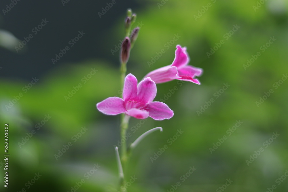 purple flower in the garden purple flower in the garden
