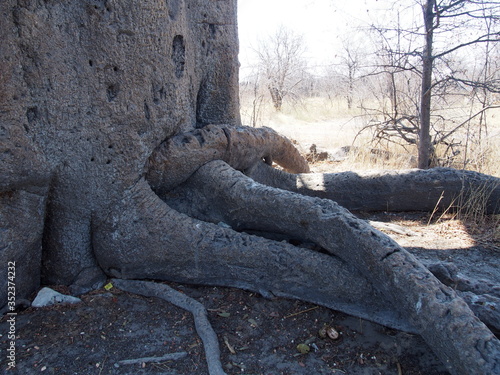 A giant baobab tree, Planet Baobab, Botswana © Mithrax