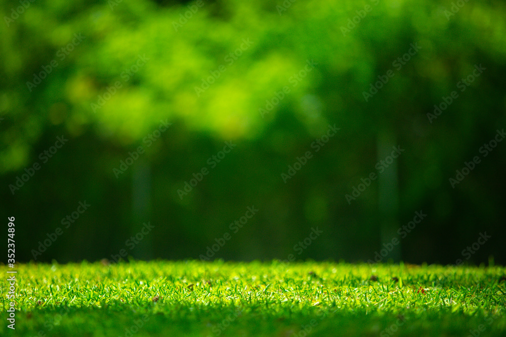 Nature green grass with blur background
